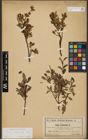 Foto von Salix waldsteiniana Willd.